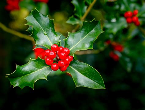 How to Grow and Care For a Holly Bush - Backyard Boss