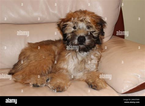 Wheaten Terrier Jack Russell Mix