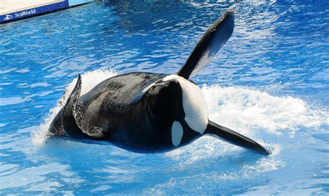 PETA President: SeaWorld Orca Tilikum Died for His Freedom | TIME