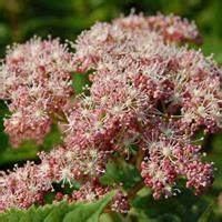 Гортензия древовидная "Pink Pincushion" - купить саженцы в питомнике ...