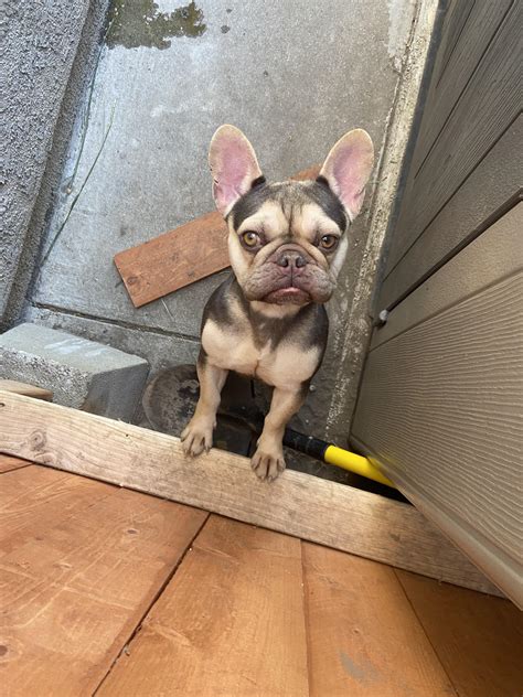 Brand new Frenchie problems : r/Frenchbulldogs