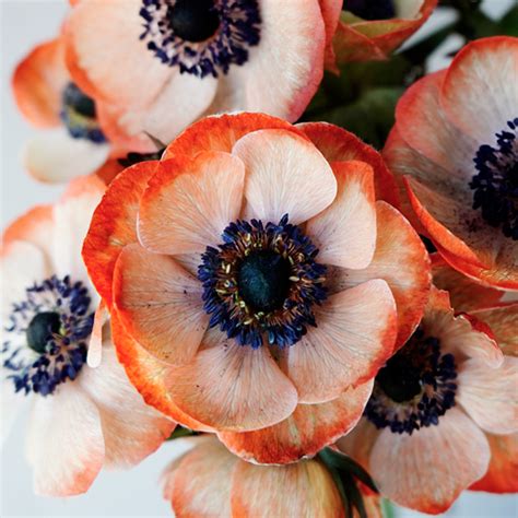Coral Enhanced Anemone | FiftyFlowers.com