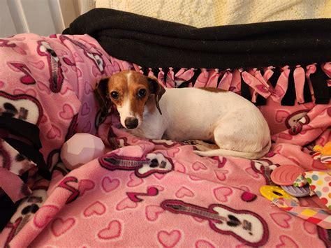 Just some cute pics of Coconut. : r/Dachshund