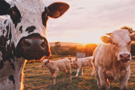 Sustainable Crowd-Sourced Meat from Buy A Cow - Gypsy Soul