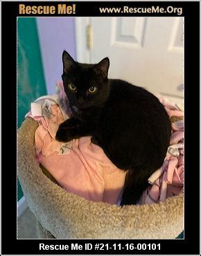 - Maryland Cat Rescue - ADOPTIONS - Rescue Me!