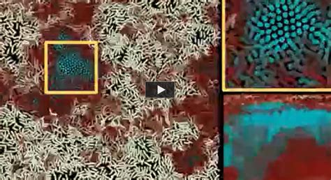 Bacteria colonies of billions invade new territories without traffic ...