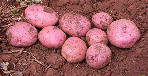 New potato varieties | Kilimo News