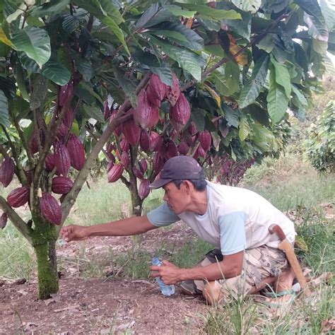 Kenali Keunggulan Pornas, Pupuk Organik Sekaligus Pakan Ternak yang Ada