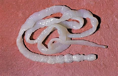 Worms in cattle: deworming calves and cows, drugs for parasites