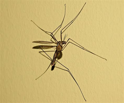 Are Mosquito Hawks Poisonous To Cats at Weston Donahue blog