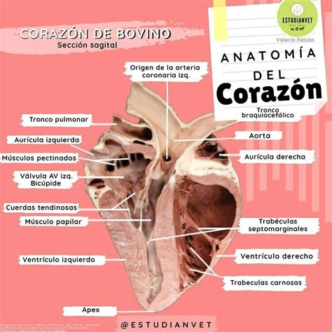 Anatomia Do Coração Bovino