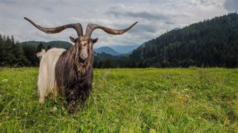 Козёл с самыми широкими рогами живёт в Австрии (6 фото + видео)