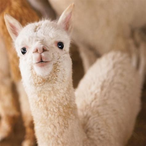 alpaca photo gallery instagram