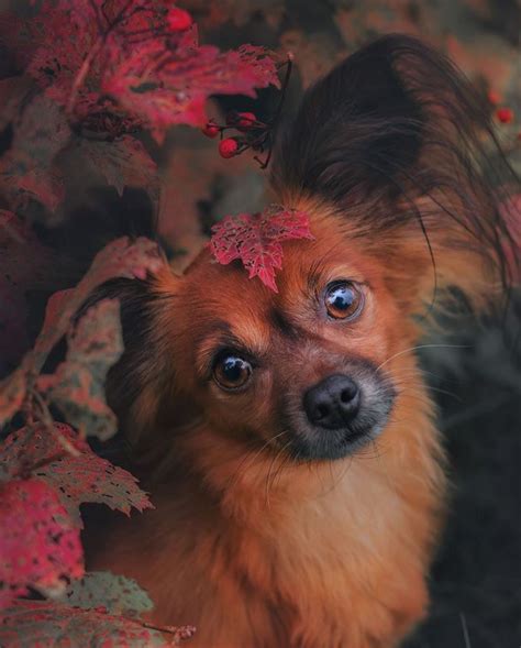 Teacup Russian Toy Terrier Puppies