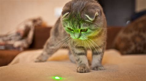 Best interactive cat toys to stimulate and entertain UK 2024