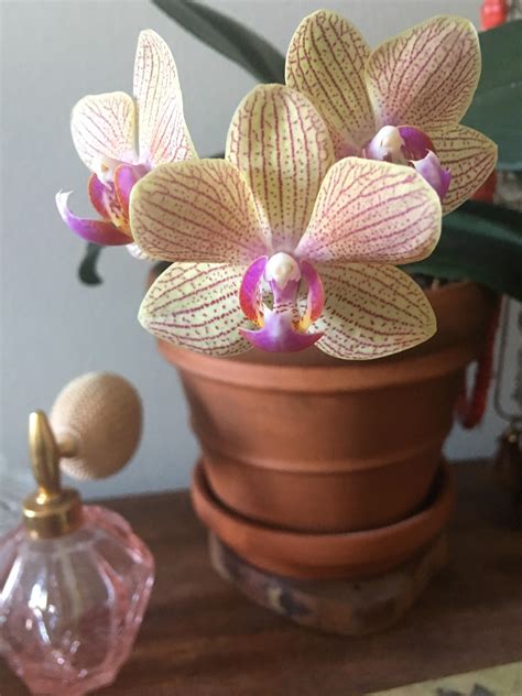 I feel like the Mother of Dragons : r/orchids