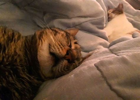Why Does My Cat Sleep On My Bed with Me? 10 Surprising Reasons - The