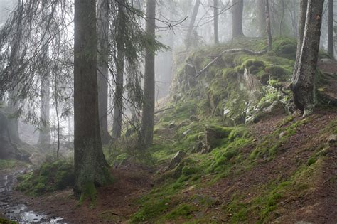 eventyrskog villmark midt  oslo document