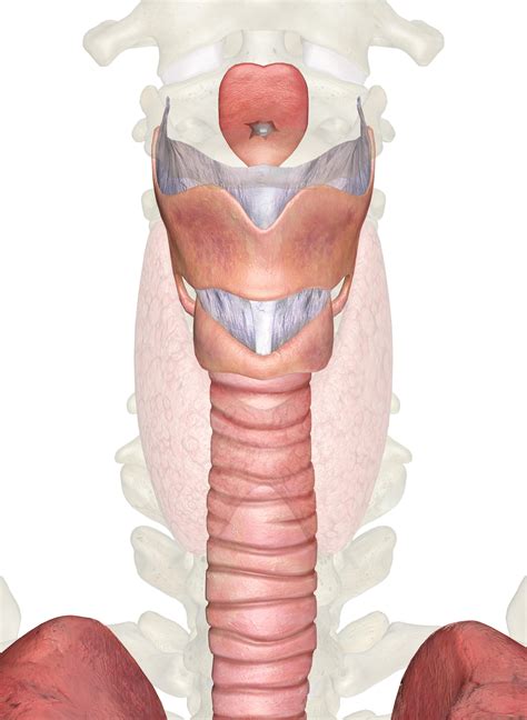 Cricothyroid Membrane Surface Anatomy