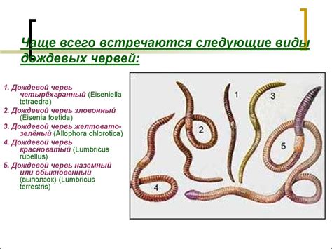 Кольчатые черви. Дождевой червь - презентация онлайн