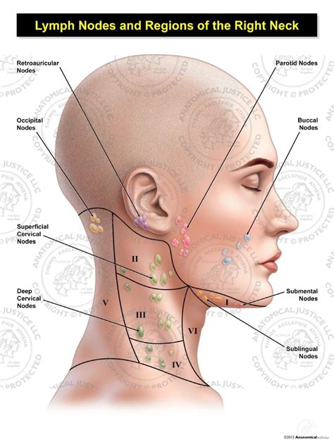 lymph nodes  neck