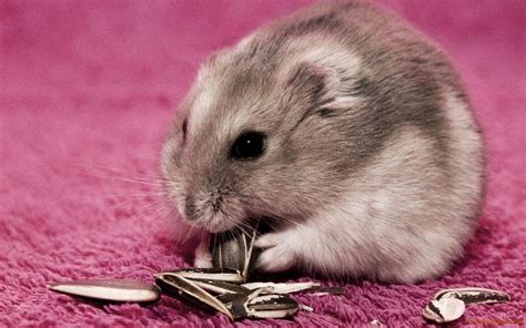 golden hamster wallpapers wallpaper cave