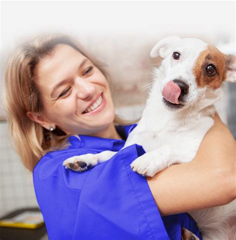 Veterinary Medicine Standards of Care | PetVet