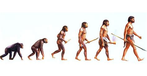 O Ser Humano Veio Do Macaco