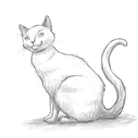 Нарисованные котики карандашом картинки