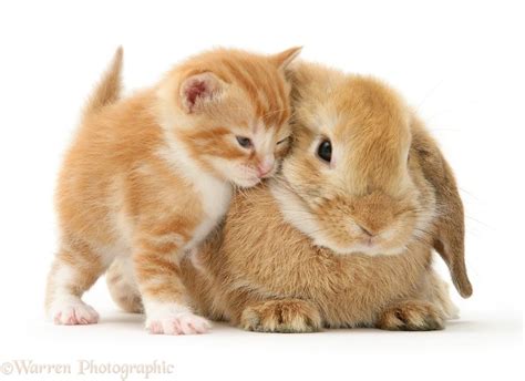 Одноцветные пушистики - YouLoveIt.ru