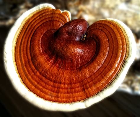ganoderma lucidum mushroom extract  lynn potter blog