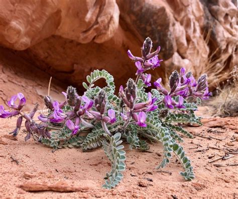 Southern Utah Desert Flowers | Southern Utah