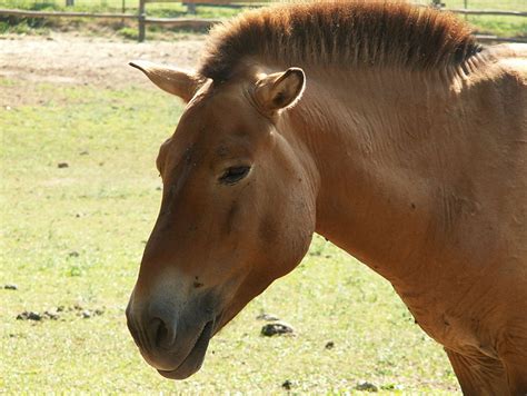 The Father of Horses on Father's Day! Poseidon and the Przewalski Horse ...