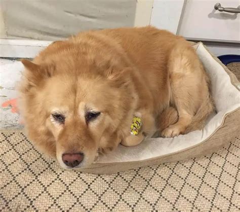 how to treat a dog with bladder stones