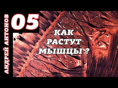 Как же все-таки растут мышцы ? - YouTube