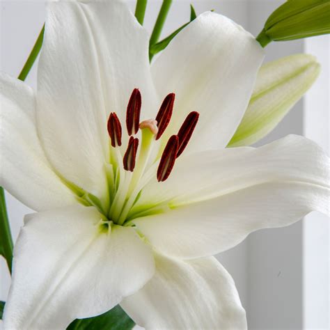 Siberia Oriental Lilies | Buy Oriental Lily Bulbs online | Bulbs Direct