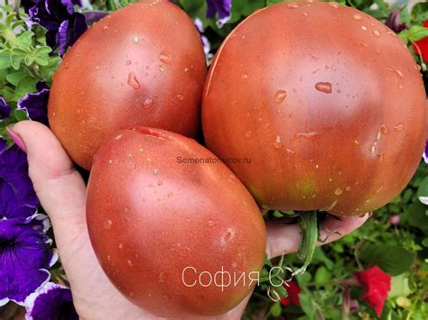 Секрет Алифирова Картофельный лист — Семена Томатов