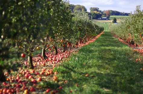 Apple Orchard Photograph by Jeff Kubina via Flickr