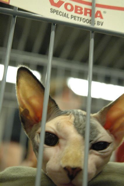 bald cat on Tumblr