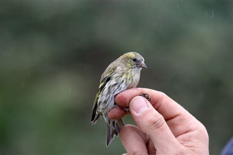 Avise's Birds of the World