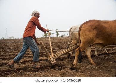 Ox Plow Photos, Images & Pictures | Shutterstock