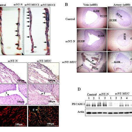 Photomicrographs of cross-sections of control, scNT-N- and ...