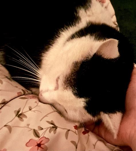 this cat brings me such a ridiculous amount of joy | Fandom