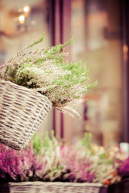 Pin by Emmelie on Цветочные композиции | Flowers, Plants, Garden