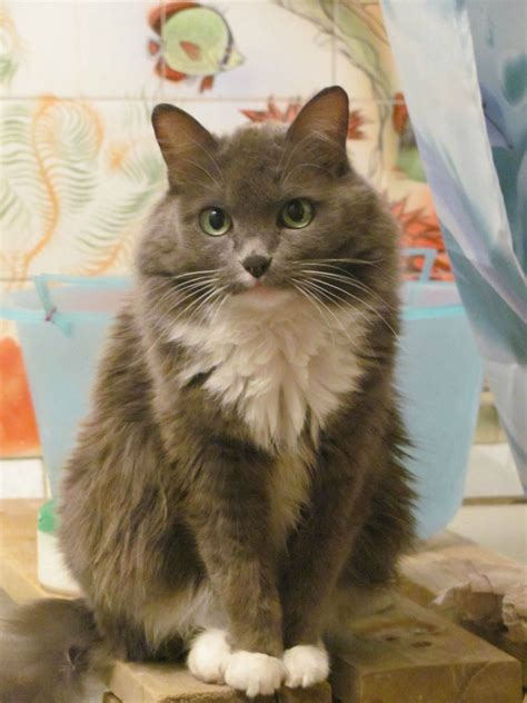 My Beautiful Siberian cat : r/aww