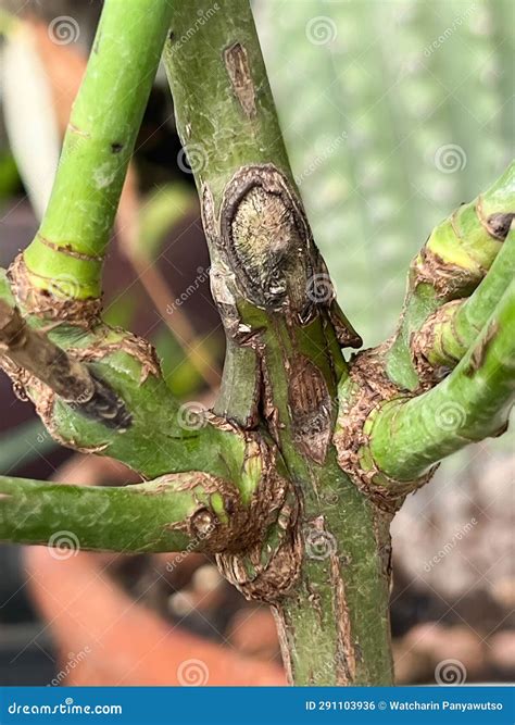 Rose Dieback Disease,symptom Of Unhealthy Flower Plant Stock Image