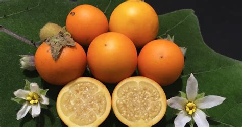 Fruta com N: Lista de frutas que começam com a letra N