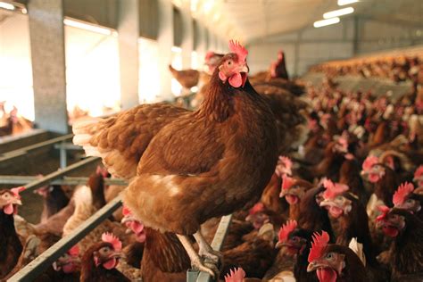 Half a billion animals living a better life as RSPCA celebrates World