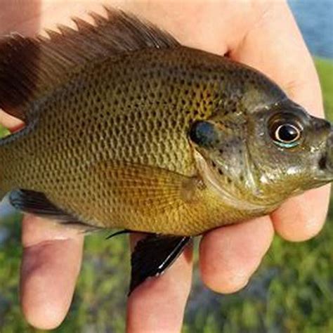 sunfish breed diy seattle