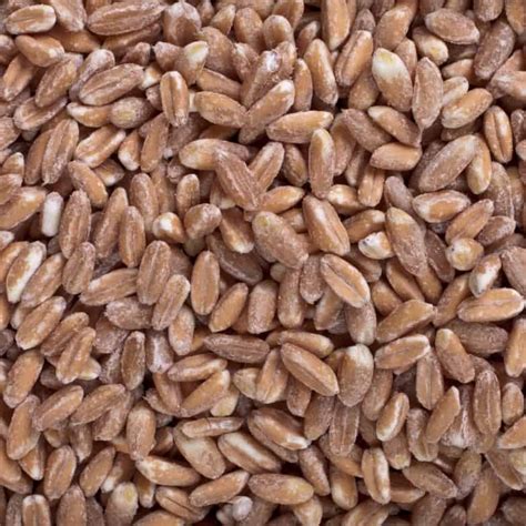 wheat spelt grasslands